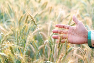 Arpa tarlasında verileri analiz eden tarımcı adam. Erkek çiftçi mısır gevreği tarlasını inceler ve tabletten bulut için veri gönderir. Akıllı tarım ve dijital tarım. Modern tarım yönetimi