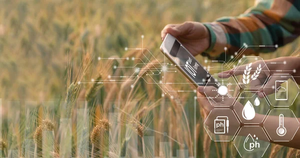 Koncepcja Inteligentnego Rolnictwa Rolnik Technologią Tabletu Cyfrowego Tle Pola Pszenicy — Zdjęcie stockowe