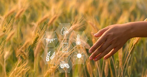 Концепція Розумного Землеробства Фермер Технологічним Цифровим Планшетом Фоні Пшеничного Поля — стокове фото