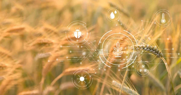 Akıllı Tarım Konsepti Teknolojik Dijital Tabletli Çiftçi Buğday Tarlasının Arka — Stok fotoğraf