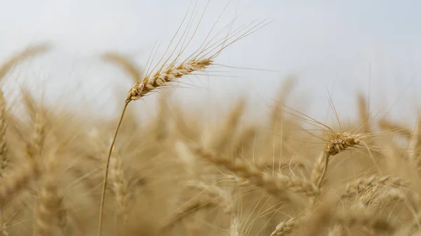 Tarım Buğday Tarlası Geçmişi Mısır Gevreği Tarlası Tabletteki Buluta Veri — Stok fotoğraf