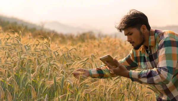 Man agronomist analyzing data in barley field. Male farmer examines the field of cereals and sends data to the cloud from the tablet. Smart farming and digital agriculture. Modern farm management