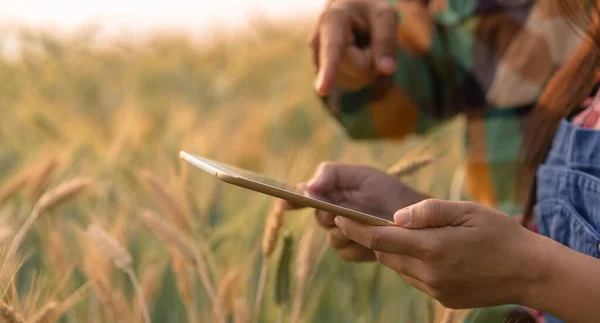 Couple agronomist analyzing data in barley field. Couple farmer examines the field of cereals and sends data to the cloud from the tablet. Smart farming and digital agriculture. Modern farm management