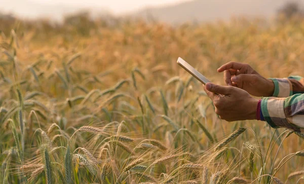 Man agronomist analyzing data in barley field. Male farmer examines the field of cereals and sends data to the cloud from the tablet. Smart farming and digital agriculture. Modern farm management