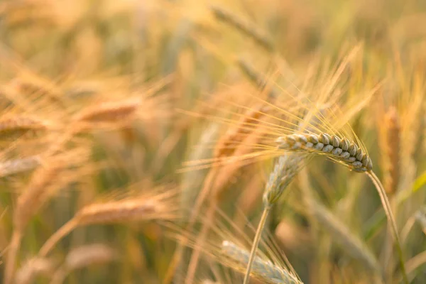 Сельское Хозяйство Пшеничное Поле Фон Поле Зерновых Отправляет Данные Облако — стоковое фото