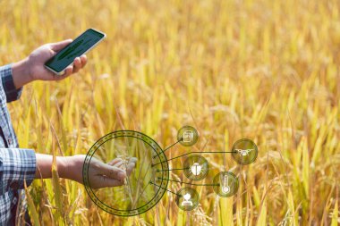 İnternet bağlantısı olan akıllı çiftçilik, saçma bir kavram. Tarım ve modern teknoloji ürünleri yönetmek için kullanılır. Hava durumu, toprak koşulları ve çevre gibi kavrayışların analizi. Pirinç tarlası