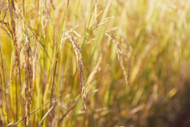 Tarım konsepti, olgun pirinç tarlası ve gökyüzü manzarası. Hasat mevsiminde pirinç tarlasında çiftçi hasadı. Çiftçi organik tarım tarlasında pirinç yapraklarını araştırmak için tablet kullanıyor..