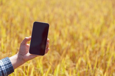 Tarım konsepti, olgun pirinç tarlası ve gökyüzü manzarası. Hasat mevsiminde pirinç tarlasında çiftçi hasadı. Çiftçi organik tarım tarlasında pirinç yapraklarını araştırmak için tablet kullanıyor..