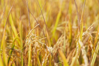Tarım konsepti, olgun pirinç tarlası ve gökyüzü manzarası. Hasat mevsiminde pirinç tarlasında çiftçi hasadı. Çiftçi organik tarım tarlasında pirinç yapraklarını araştırmak için tablet kullanıyor..