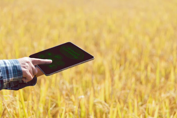 stock image Smart Farming with Internet of Things, IoT concept. Agriculture and modern technology are used to manage crops. Analysis of insights such as weather, soil conditions and environmental. crop rice field