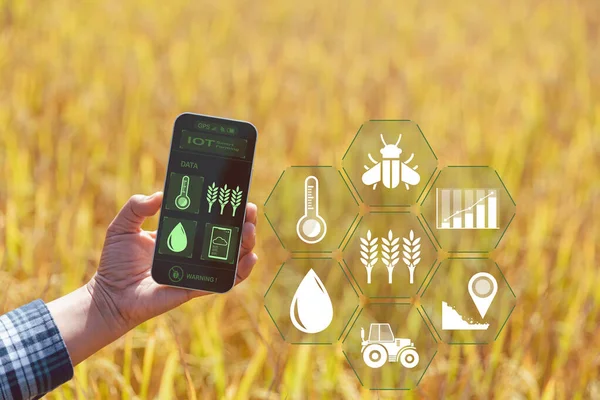 사물의 인터넷 Iot 기술은 농작물을 관리하는 과같은 통찰에 — 스톡 사진
