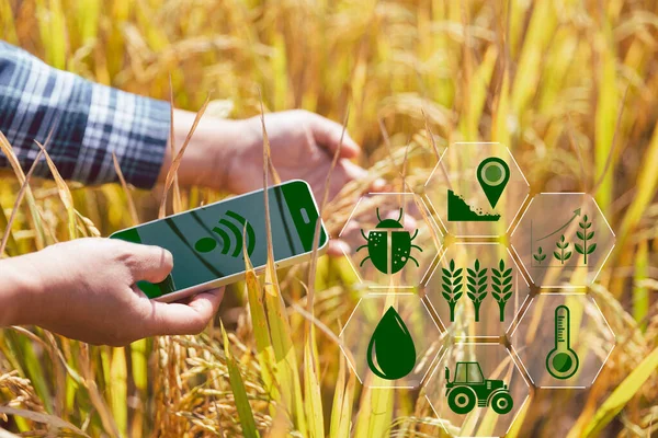 Agricultura Inteligente Con Internet Las Cosas Concepto Iot Agricultura Tecnología — Foto de Stock