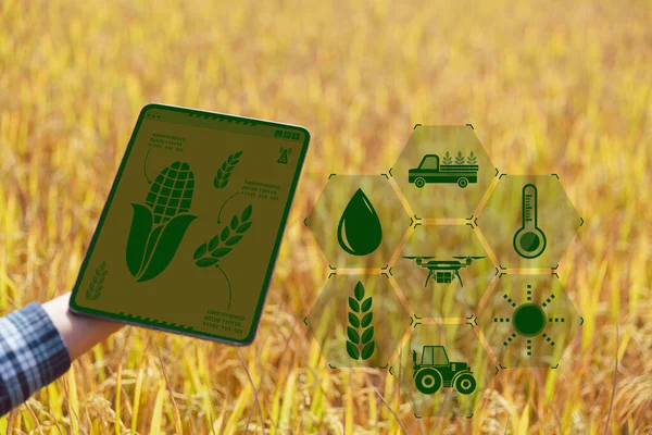 사물의 인터넷 Iot 기술은 농작물을 관리하는 과같은 통찰에 — 스톡 사진