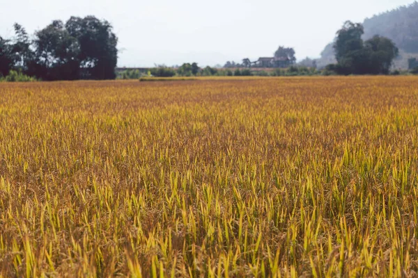 Agriculture concept, Ripe rice field and sky landscape on the farm. Farmer harvest of the rice field in harvest season. farmer using tablet for research leaves of rice in organic farm field.