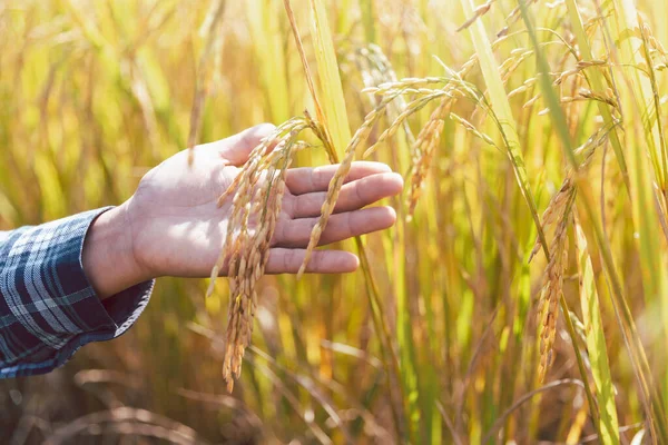 Tarım Konsepti Olgun Pirinç Tarlası Gökyüzü Manzarası Hasat Mevsiminde Pirinç — Stok fotoğraf