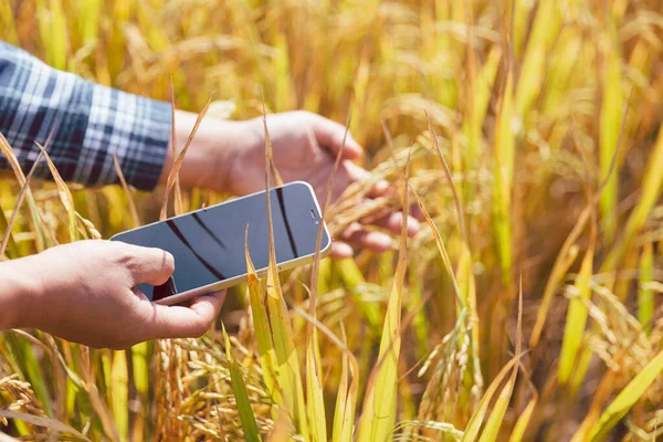 Agriculture concept, Ripe rice field and sky landscape on the farm. Farmer harvest of the rice field in harvest season. farmer using tablet for research leaves of rice in organic farm field.