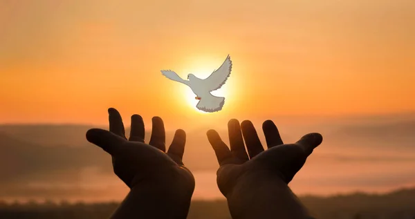 Concept of worship in Christianity. Doves fly into man hands. Christians have faith in Holy Spirit. Male silhouette worship to god with love Faith,Spirit and jesus christ. Christian praying for peace