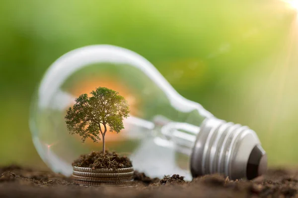 代替エネルギー 再生可能エネルギー 省エネルギーと金融 エネルギー株式投資 スタックコインと土壌の電球上で成長する木 環境のための電気エネルギー源 — ストック写真