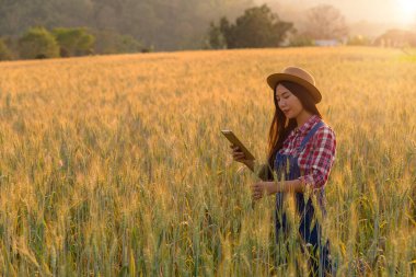 Akıllı tarım konsepti. Teknolojik dijital tabletli çiftçi buğday tarlasının arka planında. Profesyonel çiftçiler çiftlikleri yönetmek için IOT bilgisayar sistemi gibi şeylerin internetini kullanırlar. tarım modern fikir.