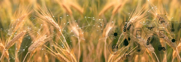 Smart farming concept. Farmer with technology digital tablet on background of wheat field. Professional farmers use internet of things IOT computers system to manage farms. agriculture modern idea.