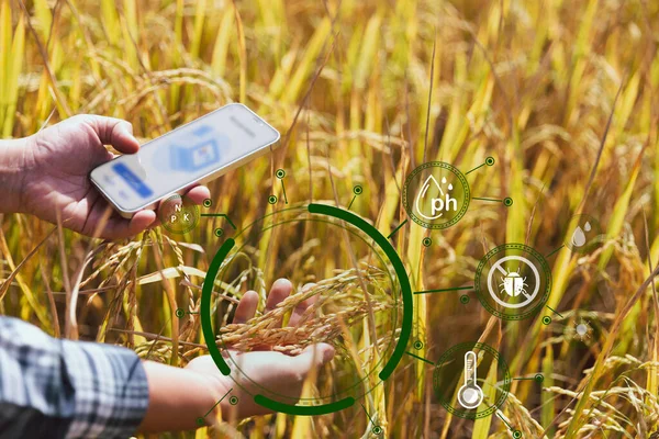 Smart farming Agricultural technology and organic agriculture Woman using research tablet and studying development of rice varieties in field. Concept of smart farming modern agricultural business.