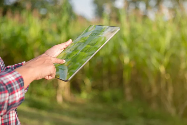 Farmer in corn field using digital tablet for smart farming. Innovation technology for smart farm system, Agriculture management. Concept of smart farming modern agricultural business.