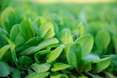 Organic farm, Organic fresh harvested vegetables. vegetable hydroponic organic planting. Sprouted seedlings are planted on black tray in greenhouse.
