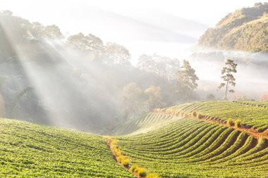 Landscape and fresh strawberry farm. Strawberry plantation. Strawberry Farms, Strawberry fruits on the branch at morning light. Overhead view mother with son at strawberry farm gathering vitamins.