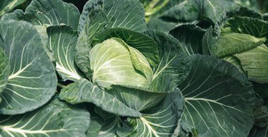 Young cabbage grows in the farmer field, growing cabbage in the open field. agricultural business. Close up fresh organic hydroponic vegetable plantation produce green salad cultivate farm.