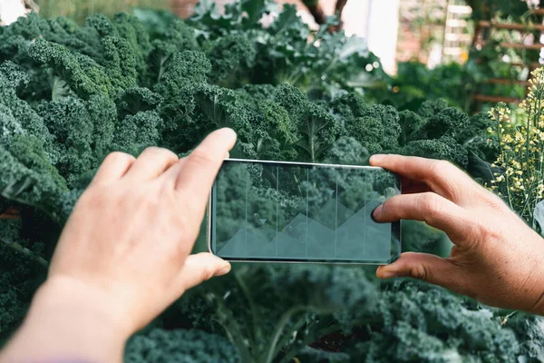 Smart farming and farm technology concept. Smart young asian farmer man using smart phone to check quality and quantity of organic hydroponic vegetable garden at greenhouse in morning.