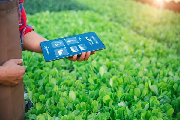 IoT, Internet of Things Modern agriculture smart farming system concept. Internet technology that connects devices and tools. digital computer manage control vegetable farm in agricultural industry.