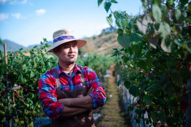 Cape gooseberry on tree. small fruit has a unique smell and taste. Cape gooseberry is a plant belonging to the eggplant family. Rich in nutrients and vitamins. It grows well in warm climate areas.