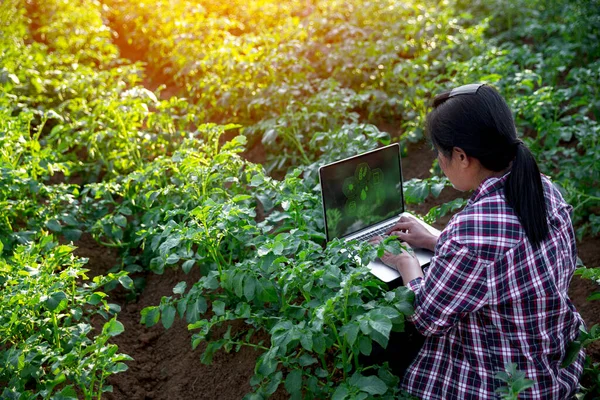 Smart farming with IoT internet of things, Growing potato seedling with infographics. Smart farming and precision agriculture 4.0. modern agricultural technology and data management to industry farm