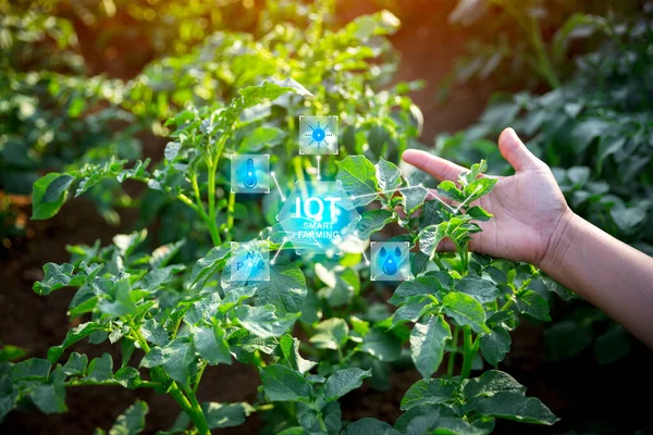 Smart farming with IoT internet of things, Growing potato seedling with infographics. Smart farming and precision agriculture 4.0. modern agricultural technology and data management to industry farm