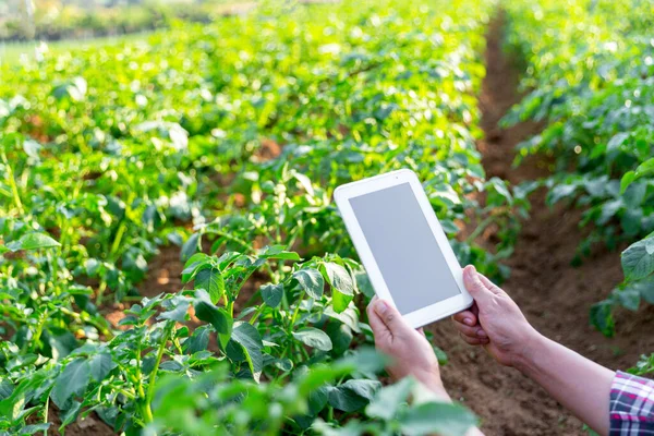 A woman farmer with digital tablet on a potato field. Smart farming and precision agriculture 4.0. modern agricultural technology and data management to industry farm.