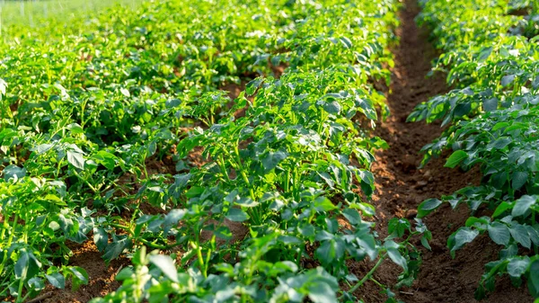 Potato plantations grow in the field. vegetable rows. farming, agriculture. Smart farming and precision agriculture 4.0. modern agricultural technology and data management to industry farm.