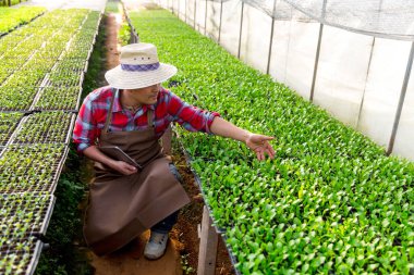 Çiftçiler bitkisel hidroponik organik ekimle ilgileniyorlar. Filizlenmiş tohumlar seradaki siyah tepside ekilir..