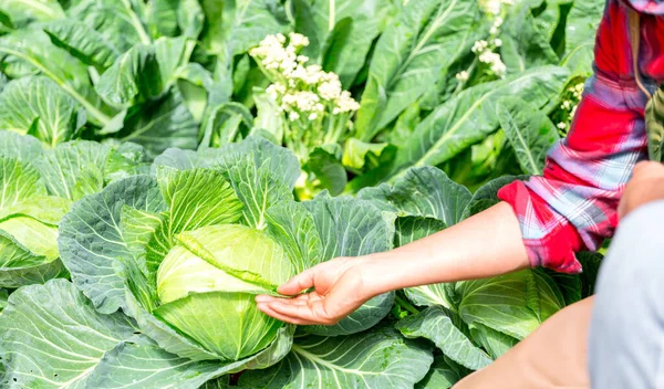 Smart farming, Modern technology application in agricultural growing activity concept. Agriculture technology farmer man using tablet to analysis data and visual icon in Chinese cabbage field.