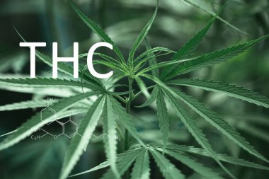 THC formülü, tetrahydrocannabinol. CBD ve THC elementleri kenevir yetiştirme, marihuana yetiştirme, tıbbi marihuana, dispanser işi. Kanabinoidler ve sağlık, kenevir endüstrisi, yeşil yaprak desenli arka plan.