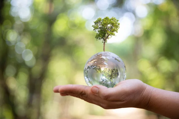 Jord Kristallglas Glob Boll Och Växande Träd Mänsklig Hand Miljö — Stockfoto
