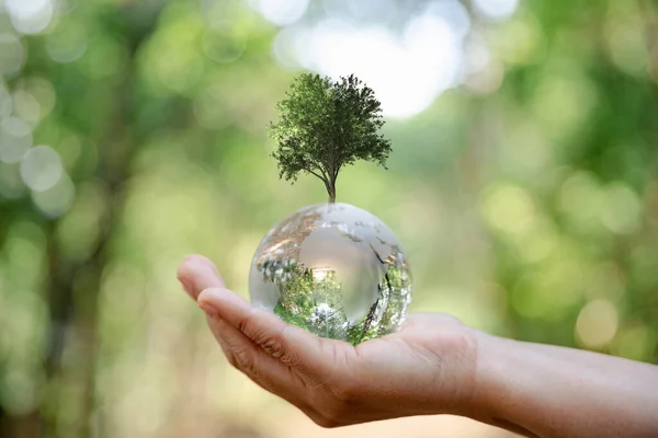 Environment World Earth Day. Earth crystal glass globe and growing tree in human hand on green background. Saving environment, save clean planet, ecology concept. Ecology and Sustainable Development.