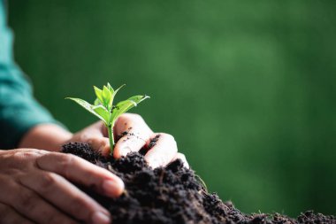 Dünya Çevre Günü. Tohumları toprağa eken eller. Çevreyi koruma ve küresel ısınmayı azaltma fikri. Baharın sembolü, ormanın başlangıcı, ekoloji kavramı. Dünya günü.