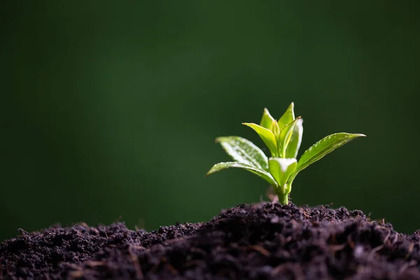 Världsmiljödagen Plantera Plantorna Jorden Idé Att Skydda Miljön Och Minska — Stockfoto