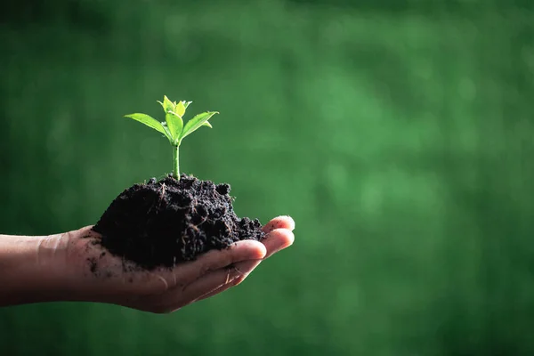 Dia Mundial Ambiente Mãos Plantar Mudas Solo Ideia Proteger Ambiente — Fotografia de Stock
