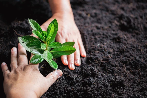 World Environment Day. Hands planting the seedlings into soil. Idea of protecting the environment and reducing global warming. Symbol of spring, the beginning of forest, ecology concept. Earth day.