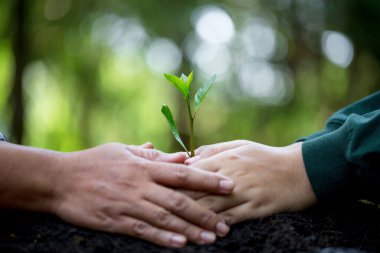 Dünya çevresi gününde ağaç dikme fikri. Elleri toprağa tohum ekiyordu. Bokeh yeşil arka planda kadın el ele tutuşuyor doğa tarlası çim orman koruma kavramı.