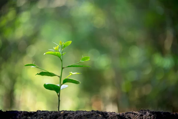 Miljö Rädda Ren Planet Ekologi Koncept Världsjorddagen Ung Grön Växt — Stockfoto