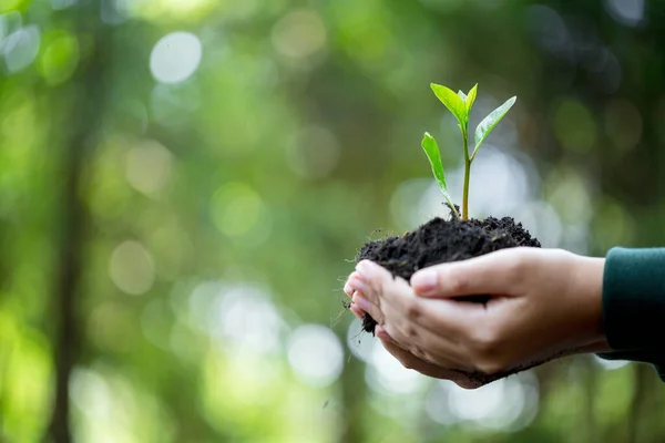 Idée Planter Des Arbres Lors Journée Mondiale Environnement Jour Terre — Photo