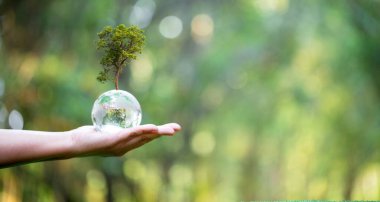 Ağaç büyüyen cam küre ve yeşil doğa bulanık arka planlı el ele tutuşan küre. Çevresel konsept. Dünya çevresi günü. Toprak günü konsepti.