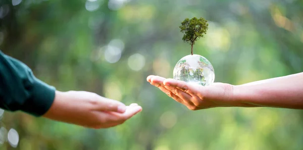 stock image Hand holding glass globe ball with tree growing and green nature blur background. eco environmental concept. World environment day. earth day concept.
